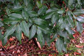 Image result for Bridelia