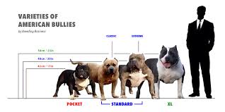 Pocket Pitbull Size Comparison Goldenacresdogs Com