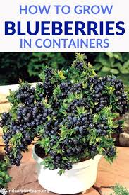 How To Grow Blueberries In Containers Indoor Plant Care In 2020 Blueberry Gardening Indoor Plant Care Container Gardening Vegetables