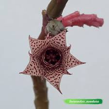 Image result for Huernia volkartii