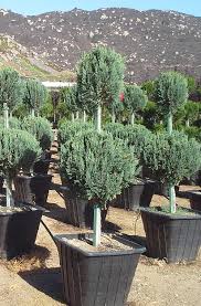 Image result for Juniperus