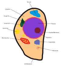 Animal cells are eukaryotic in nature. Well Labelled Diagram Of Animal Cell