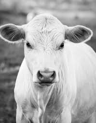 11x14 Black And White Charolais Cow Print Etsy Cow Photography Cow Pictures Cow Photos