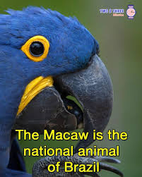 Macaw Is The National Animal Of Brazil Brazil Brazil Animals Brazil Animals National Animal Brazil Facts