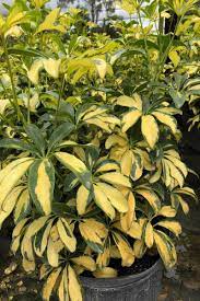 Pin On Umbrella Plant