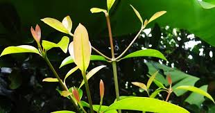 Daun ini dipercaya dapat memperbesar alat vital alami dan tanpa efek samping jika dilakukan dengan benar. Pucuk Mata Pelanduk Kebun Bahagia Bersama