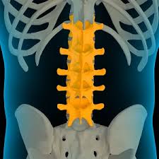 Image result for Lumbar vertebrae