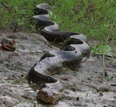 Although this rainforest reptile looks fierce, it mainly eats plants. Amazon Rainforest Animals A Beginner S Guide To 21 Species International Expeditions