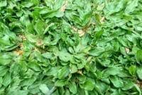 Jual rumput gajah mini varigata / gajah mini putih. Rumput Gajah Mini Varigata Faunadanflora Com