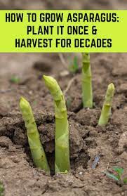 How To Grow Asparagus Plant It Once Harvest For Decades In 2020 Growing Asparagus Asparagus Plant Vegetable Garden Design