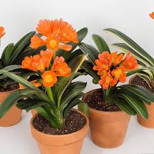 Image result for clivia