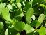 Spinach Edible Leaves