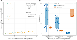 Image result for Sphaerocyperus erinaceus