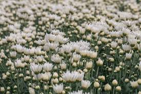 Mums flowers, while simple and delicate in their own way, bring a welcome bounty of freshness for fall gifts or occasions, be it bridal bouquets, birthdays, anniversaries, i love you's, graduations, halloween, or thanksgiving flowers. White Chrysanthemum Flowers Bouquet In A Flower Market Beautiful Orange Mums Flower Stock Photo Image Of Elegant Light 140006928
