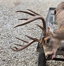 Indiana Rut Report