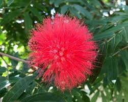 Image result for Calliandra haematocephala