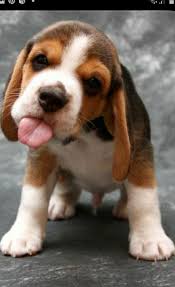 Pin By Nalan Kunduz On Mesajlar In 2020 Dog Pictures Dogs Animals