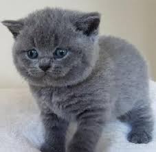 British short hair cross kittens, 3 males available. British Shorthair Kitten Pets And Animals For Sale California
