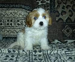 These fluffy, loving cavachon puppies are a cross between a cavalier king charles spaniel and a bichon frise. Cavachon Puppies Pets And Animals For Sale Texas
