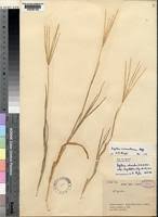 Image result for Digitaria acuminatissima
