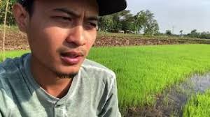 Jul 16, 2000 · karena merasa berada di rumahnya sendiri, ia pun berani mengambil dan memeriksanya. Bikin Gubuk Disel Mogok Vlog Di Sawah