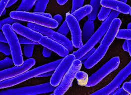 As the mold starts to grow it will take on blue, green and white stages. How To Make Penicillin And Other Natural Antibiotics