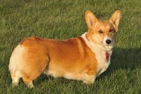 Corgi puppies were bred into two different types: Pembroke Welsh Corgi Puppies For Sale Pets4you Com