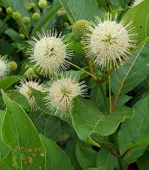 Image result for Cephalanthus