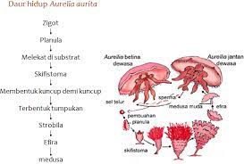 Siklus hidup aurelia aurita secara berurutan. Siklus Hidup Aurelia Aurita Neofotografi