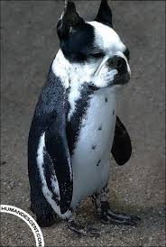 18 Animal Mashups Animal Mashups Bizarre Animals Photoshopped Animals