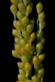 Image result for Urochloa rugulosa