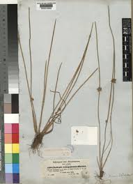 Image result for Schoenoplectiella senegalensis