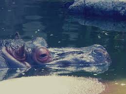 Mexico Puebla Africam Tete Hippopotame Eau Zoo Hippopotame Zoo Photos