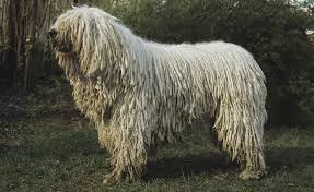 Image result for Komondor