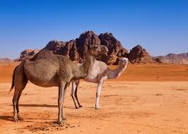 Subscribe to the saturday evening post. Camel Riding In The Wadi Rum Jordan Audley Travel