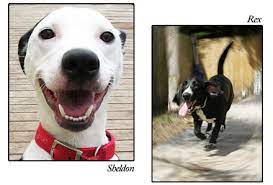 Works with various animal control agencies in an effort to save adoptable dogs and cats from euthanasia.we visit the shelter and take these pets home. S A F E Pet Rescue Inc S A F E Is Saving Animals From Euthanasia