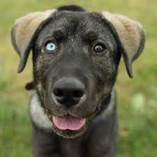Though there are so many crosses with the german shepherds, these are the most popular. German Shepherd Mastiff Mix Common Information And Pictures
