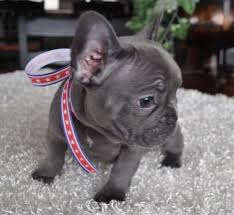 Black And Brown French Bulldog Puppies Hopes And Dreams For This New Year In 2020 Bulldog Puppies Blue French Bulldog Puppies French Bulldog Puppies