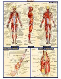 The following is a list of muscles you will need to know for your physiology class. 57 Names Of Muscles Ideas Muscle Anatomy Anatomy And Physiology Body Anatomy