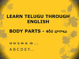 Parts means baagaalu (భాగాలు) and organs are called as avayavaalu (అవయవాలు). Human Body Parts Name With Picture In Telugu Picturemeta