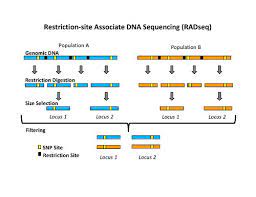 Canadian journal of forest research, 21: Restriction Site Associated Dna Markers Wikipedia
