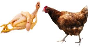Tafsir Mimpi Erek Erek Ayam 2d 3d Dan 4d