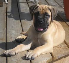 The bullmastiff has a broad, wrinkled head and a short, black muzzle. Bullmastiff Dog Breed Information And Pictures