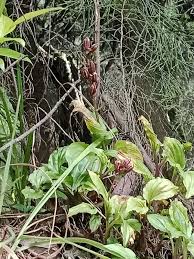 Image result for Malaxis weberbaueriana