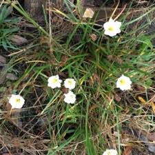 Image result for Vandellia subracemosa