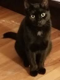 cat cats catlover kitty kitties meow