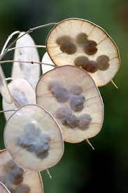 Pin Von Cheryl Wilfong Auf Nature Pflanzen Saatgut Pflanzenwelt