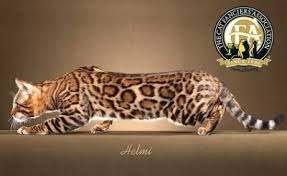 In cat genetics it is only the immediate parents that affect coat colour so there is no chance of two tabbies producing a ginger cat and in pedigree cat's colour cannot be absolutely guaranteed except in colourpoints like siamese. Bengal The Cat Fanciers Association Inc