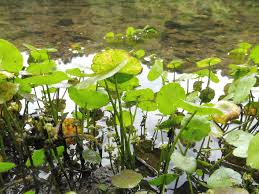 Image result for Hydrocotyle