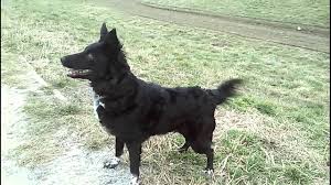 These dogs are great competitors in dog sports such as obedience, rally, flyball, agility, and herding trials. Croatian Sheepdog Dora Youtube